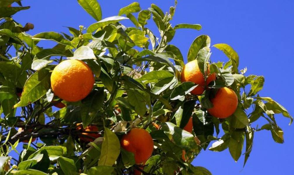 Top 15 Varieties of Citrus Fruits Available in India